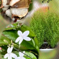 コキア,ワタ,プレウデランテマム.バリアビレ,my plants,おうち園芸の画像