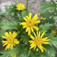 ユリオプスデージー,元気もらえる,お花のある暮らしの画像