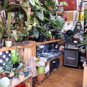 多肉植物,ウラボシ科,ビカクシダ属,食中植物,塊根の画像