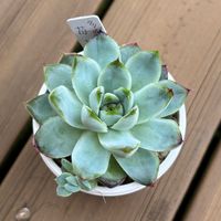 エケベリア,苺花,多肉植物,鉢植え,エケベリア属の画像