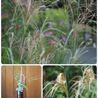 ススキ,アメジストセージ,矢筈ススキ,生け花,庭の花便りの画像