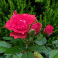 サルビア,三尺 バーベナ,ミ二バラ,蝶々,可愛いの画像