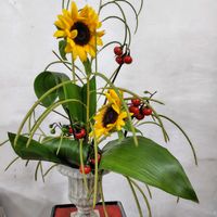 ハラン,ミニひまわり,ハナナス,ハブソウ,花のある暮らしの画像