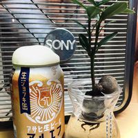 サボテン,セダム,大仏殿,テリハボク,水耕栽培の画像