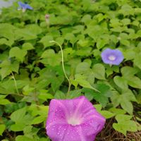 グリーンカーテン,我が家の庭,朝顔^_^,かわいい花,こぼれ種からの画像