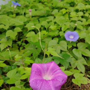グリーンカーテン,我が家の庭,朝顔^_^,かわいい花,こぼれ種からの画像