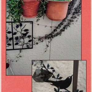 ススキ,多肉植物,ベランダガーデン,癒し,今日のお花の画像