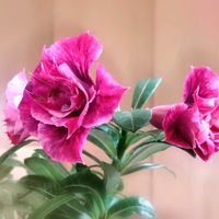 アデニウム,天空のバラ,塊根植物,花のある暮らし,南国植物の画像