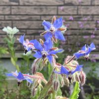 ボリジ,ボリジ,ボリジ,一年草,iPhone撮影の画像