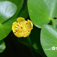 コウホネ,コウホネ,お出かけ先にて,ミラーレス一眼,大阪市立長居植物園の画像