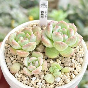 成長記録 錦錦氷,エケベリア 錦錦氷,神奈川タニラー,多肉男子,バルコニー/ベランダの画像