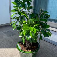 ガジュマル,観葉植物,コペンハーゲン,バーグスポッターの画像