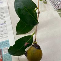 ツバキの画像