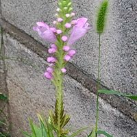 ハナトラノオの画像