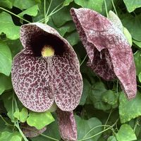 アリストロキア ギガンテア,珍奇植物,牧野植物園,高知県立牧野植物園の画像