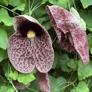 アリストロキア ギガンテア,珍奇植物,牧野植物園,高知県立牧野植物園の画像