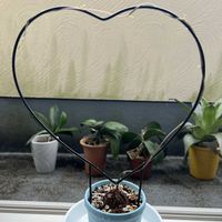 亀甲竜,鉢植え,楽しみ〜,花のある暮らし,癒しのひと時の画像