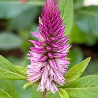 ノゲイトウ,ピンクの花,セロシア,ヒユ科,さんぽの画像