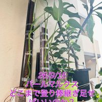 モンステラ,モンステラ デリシオーサ,モンステラ　バールマルクスフレーム,ワイルド,熱帯植物の画像