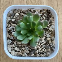 ピンクルルビー,多肉植物,ダイソー,ベランダの画像