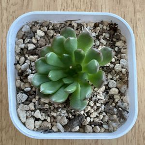 ピンクルルビー,多肉植物,ダイソー,ベランダの画像