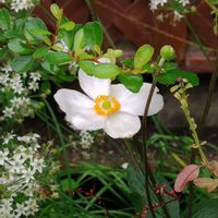 チェリーセージ,ローズマリー,ニラの花,シュウメイギク（秋明菊）,ミズヒキ（水引）の画像