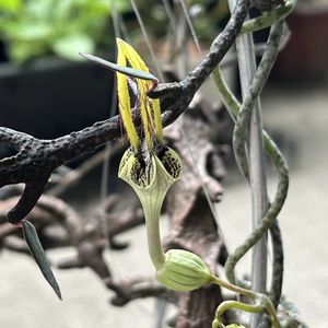 セロペギア ギキー,セロペギア ギキー,多肉植物,セロペギア属,珍奇植物の画像