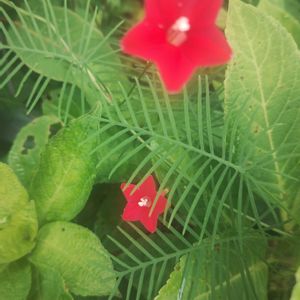 チランジア,ルコウソウ,エアプランツ,植中毒,GSに感謝。の画像