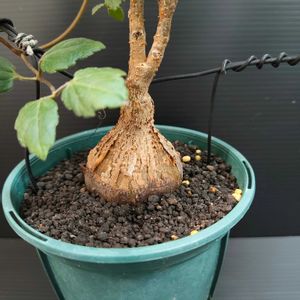 キフォステンマ・ラザ,観葉植物,塊根植物,実生,キフォステンマの画像