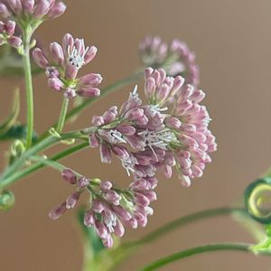 日比谷花壇,花のある暮らし,花のある生活,切り花を楽しむ,ハナノヒの画像