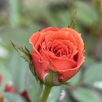 ミニバラ,GSに感謝。,チーム岐阜,花友さんに感謝♡の画像
