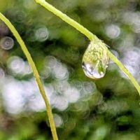 アサガオ,ホトトギス,朝顔,朝顔のつぼみ,秋の気配の画像