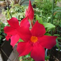 マンデビラ,サンパラソル,サンパラソル クリムゾン,赤い花,真っ赤の画像