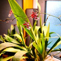 オンシジウム,リコリス,オンシジューム,オンシジューム シャリーベイビー,観葉植物の画像