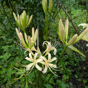 曼珠沙華 白,畑の画像