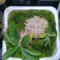 パキポディウム エニグマチカム,塊根植物,植物のある暮らし,苔,実験記録の画像