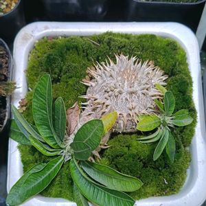 パキポディウム エニグマチカム,塊根植物,植物のある暮らし,苔,実験記録の画像