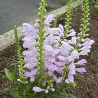 ハナトラノオ,多年草,花のある暮らしの画像