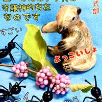 ムラサキシキブ,ハゼラン,紫式部,ハゼラン（サンジソウ),桃式部（ピンクパール）の画像