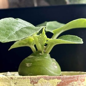 ドルステニア・フォエチダ,ドルステニア愛でる会,多肉植物,塊根植物,サボテン科の画像