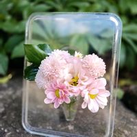 キク,キク,トルコキキョウ,花のある暮らし, クリスマスローズの画像