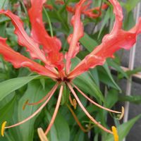 グロリオサ,鉢植え,ガーデニング,植え込み,岡本和真の画像