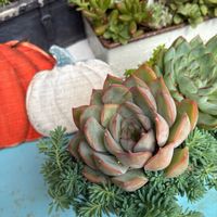 多肉植物,多肉寄せ植え,ベランダガーデニング,雨の日の多肉植物,小さな庭の画像