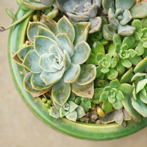 ピーチプリデ,マッコス,ほろ酔い美人,多肉植物,多肉寄せ植えの画像