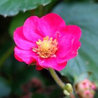 イチゴ,毎月15日はいちごの日,真っ赤な火曜日,ほんわか♥️ほんのり,花咲く乙女たち♡の画像