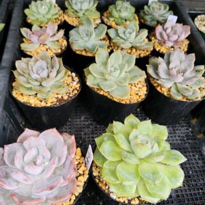 多肉植物,植え替え,雨ざらしの画像