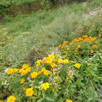トレニア,マリーゴールド,世界平和,被災地にエールを…。,こんな時こそ花をの画像