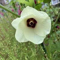 ミニトマト,ミニトマト,オクラの花,オクラの花,ブロッコリースプラウトの画像