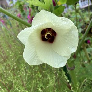 ミニトマト,ミニトマト,オクラの花,オクラの花,ブロッコリースプラウトの画像