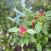コリウス,ニラ,お庭の花,高性ペンタス パニックタワー,ゴクラクチョウバナ　ストレリﾂチャーの画像
